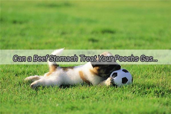 Can a Beef Stomach Treat Your Poochs Gastritis Discover the Surprising Solution